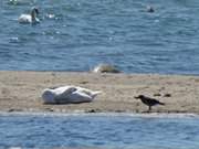 Am Nothafen auf der Greifswalder Oie: Schwne im Ostseewasser.