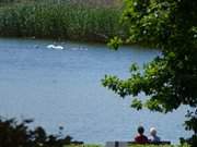 Idyllisches Ruhepltzchen: Paar beobachtet eine Schwanenfamilie.