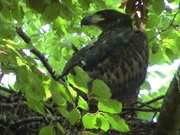 "Seeadler-Kcken": Von den Eltern kaum zu unterscheiden.