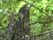 Naturpark Insel Usedom: Seeadler-Horst auf dem Peenemnder Haken.