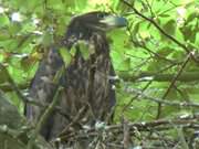 Warten auf die Eltern: "Seeadler-Kcken" auf seinem Horst.