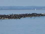 Im Hintergrund die Insel Rgen vor dem Sandhaken des Ruden.