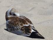 Mittagsruhe am Strand von Zempin: Eine Mwe schlft.