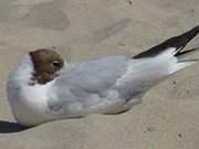 Schnabel ins Gefieder gesteckt: Mittagsschlaf am Ostseestrand.