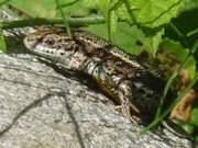 Selten geworden: Eine Zauneidechse im Garten.