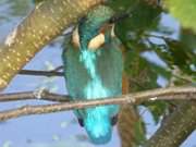 Seltener Gast: Eisvogel im Wiesenland bei den Steinbock-Ferienwohnungen.