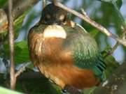 Zwischen Klpinsee und Stubbenfelde: Eisvogel in einer Erle.