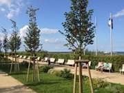 Urlaub auf Usedom: Bnke an der Strandpromenade von Bansin.