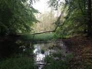 Mmmelkensee: Hochmoor nahe am Ostseestrand.