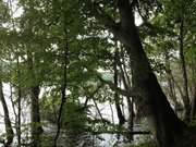 Wolgastsee: Waldsee im Hinterland des Kaiserbades Ahlbeck.