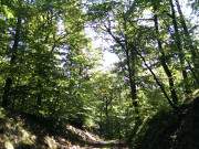 Waldweg: Wanderungen durch die Mellenthiner Heide.