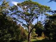 Japanischer Korkbaum: Botanischer Garten in Greifswald.