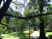 Botanischer Garten in Greifswald: Weg im Grnen.