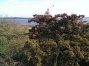 Blick ber das Achterwasser: Weidornhecke auf dem Loddiner Hft.