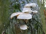 Baumpilze am Stamm: Herbst auf der Insel Usedom.