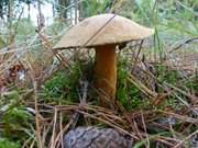 Herbstmotiv: Pilz im Kstenwald nahe des Seebades Zempin.