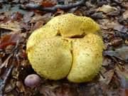 Herbst auf Usedom: Kartoffelbovist in der Nhe von ckeritz.