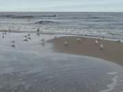 Trbes Wetter auf Usedom: Der Ostseestrand zwischen Bansin und ckeritz.