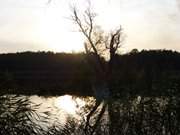 Die Schwaneninsel im Gegenlicht: Der Klpinsee im Seebad Loddin.