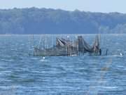 Fischereihandwerk auf Usedom: Stellnetz im Achterwasser.