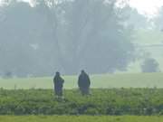 Bauern auf dem Feld: Am Usedomer Zerninmoor.