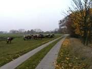 Weg am Achterwasser: Weideland bei Dewichow im Usedomer Hinterland.