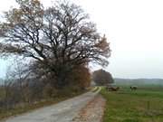 Landschaft im Dunst: Novembertag im Usedomer Hinterland.