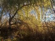 Sptes Herbstlaub: Hafen Neeberg auf dem Wolgaster Ort.