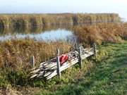 Fischereigert an der Melle, einem Arm des Achterwassers.