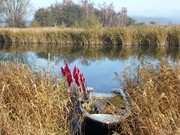 Die Melle nahe des Seebades Loddin: Fischerboot im Schilf.