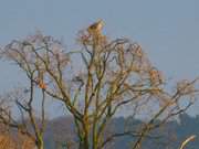 Blick aufs Achterwasser: Seeadler auf dem Loddiner Hft.