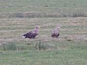 Seeadler auf Usedom: Wiesenland zwischen ckeritz und Loddin.