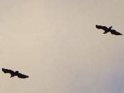 Jagen am Heiligabend: Seeadlerpaar ber der Halbinsel Loddiner Hft.