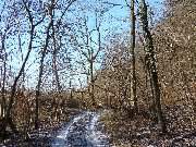 Waldweg nach Garz: Steilkste am Stettiner Haff.