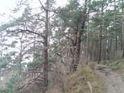 Wanderweg auf dem Weien Berg: Halbinsel Gnitz auf Usedom.