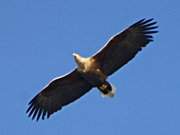 Naturpark Insel Usedom: Seeadler ber dem Achterwasser.