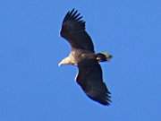 Usedomer Halbinsel Loddiner Hft: Seeadler im Flug.