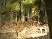 Fast ein Weihnachtsbild: Damwildkalb im Usedomer Stadtforst.