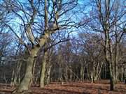 Januar im Usedomer Stadtforst: Winterwald im Sonnenschein.