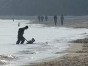 Schwere Arbeit: Bernsteinsucher am Seebad ckeritz auf Usedom.