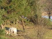 Halbinsel Loddiner Hft: Weideland am Achterwasser.