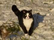 Im Schnee: Das Maskottchen der Steinbock-Ferienwohnungen.