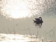 Hinterland der Insel Usedom: Schwan auf dem Achterwasser.