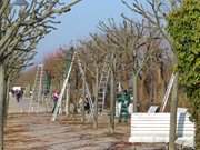 Strandpromenade wird gepflegt: Ahlbeck auf Usedom.