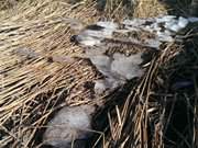 Letzte Wintergre: Eis am Strand des Loddiner Hfts.