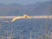 Einsam im Achterwasser: Kettenbagger droht zu versinken.