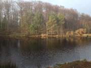 Waldsee zwischen Bansin und ckeritz: Mmmelkensee auf Usedom.