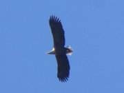 Himmel ber Usedom: Seeadler nutzt die Thermik.