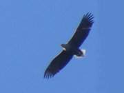 Seeadler im berflug: Naturpark Insel Usedom.