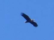 Eher Ausflug denn Fischzug: Seeadler auf Rundkurs.